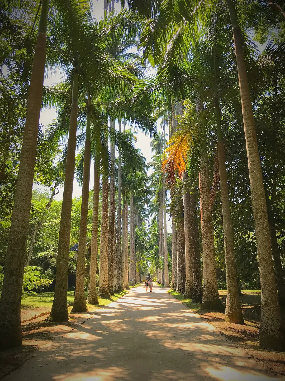 Avenue of imperial palms at the Jardim Botânico